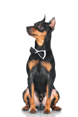 Fototapeta na wymiar pincher dog in a bow tie