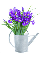 Naklejka na ściany i meble blue irise flowers in watering can
