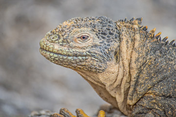 Galapagos-Landleguan