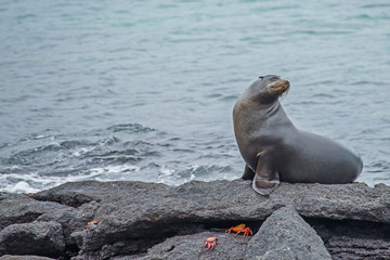 Galapagos-Seelöwen