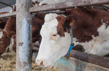 Portrait of a cow on a farm