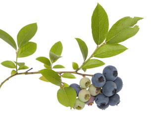 Blueberry