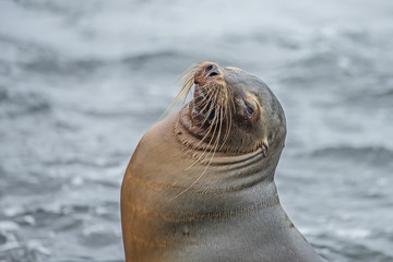 Galapagos-Seelöwen