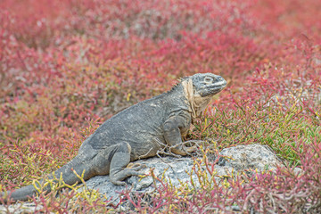 Galapagos-Landleguan
