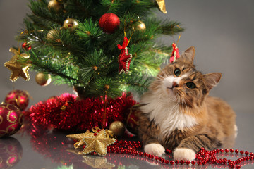 holiday cat