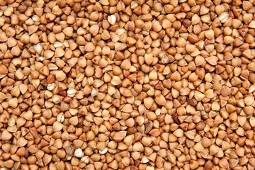 buckwheat;