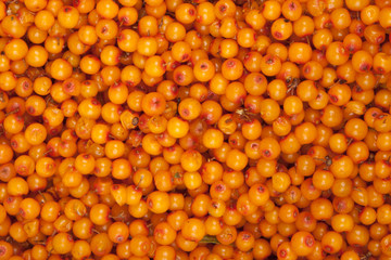 Fototapeta premium sea-buckthorn