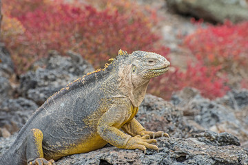 Galapagos-Landleguan