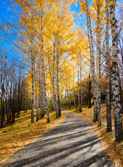 Obraz premium Ścieżka w jesiennym lesie