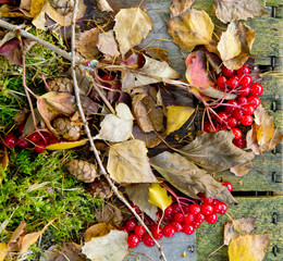 Herbst Hintergrund