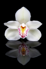 White orchid isolated on black.