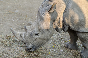 Obraz premium Rhinoceros