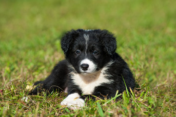 Border Collie Welpe