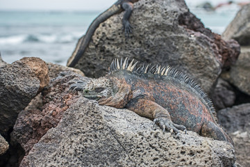 Galapagos-Meerechsen
