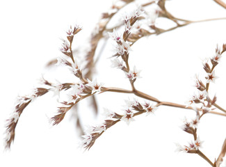 white limonium flowers isolated