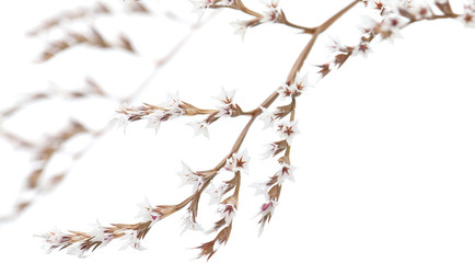 white limonium flowers isolated