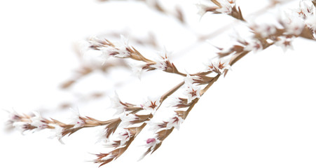 white limonium flowers isolated