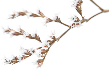 white limonium flowers isolated