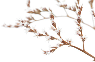 white limonium flowers isolated