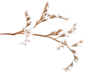 white limonium flowers isolated