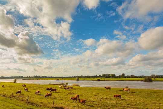 Farmland alongside the Dutch river IJssel