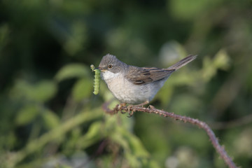 Common whitethroat, Sylvia communis