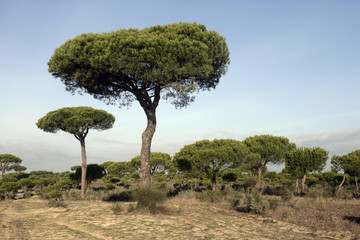 Coto Donona National Park,