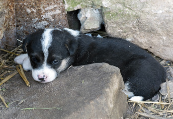 Naklejka na ściany i meble Small cute puppy resting in its pen