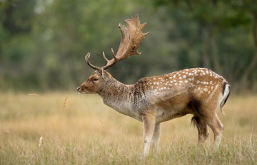 Fallow deer in the open field