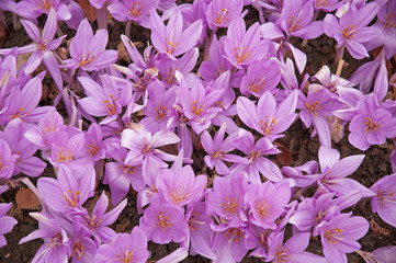 Colchicum