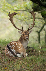 Fallow deer during rutting season