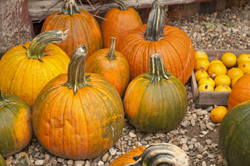 Pumpkins celebration