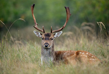 Fallow deer during the rutting season