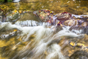 closeup of a creek in forest