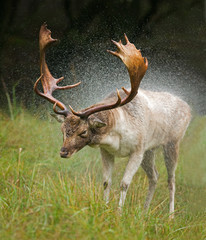 Fallow deer shakes water of his body