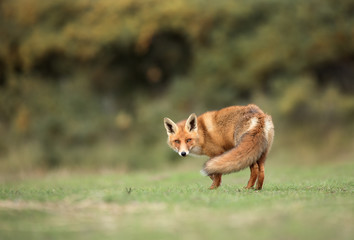 Red Fox in the dunes