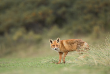 Red Fox