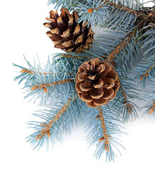 Fototapeta premium Beautiful pine cones isolated on white