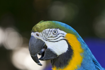 Fototapeta premium Macaw portrait.Ara ararauna.