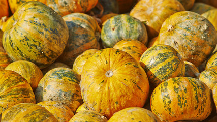 Pumpkins ready for haloween