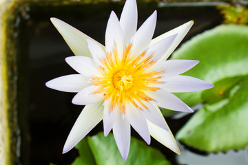 Lotus in Reservoir © sakdinon