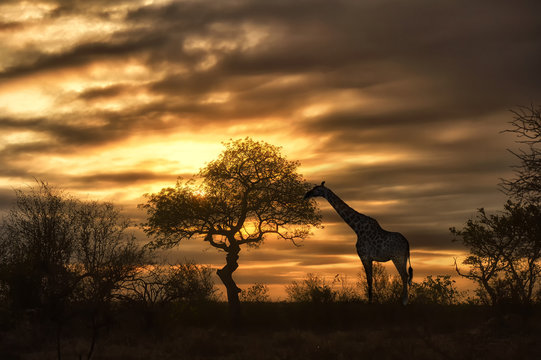 Fototapeta african giraffe walking in sunset