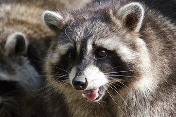 raccoon - Procyon lotor