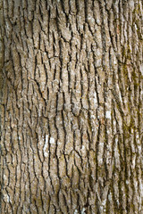 Tree Bark Abstract