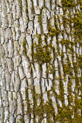 Obraz premium Tree Bark Abstract