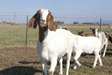 Goat grinning.