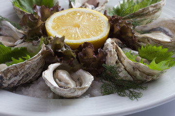 Oyster