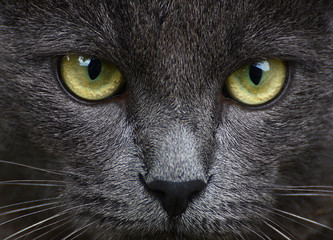 Fototapeta Close up portrait of grey kitten obraz