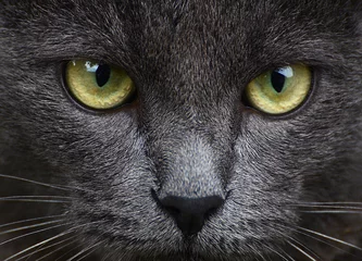 Crédence de cuisine en verre imprimé Chat Close up portrait of grey kitten