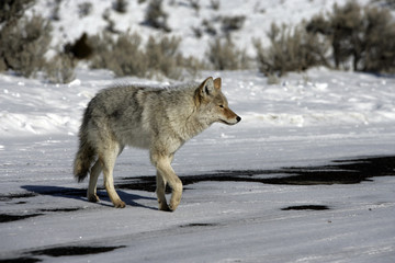 Fototapeta premium Coyote, Canis latrans,